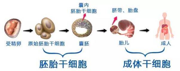 干細胞熱潮 人體干細胞技術開發與應用前景